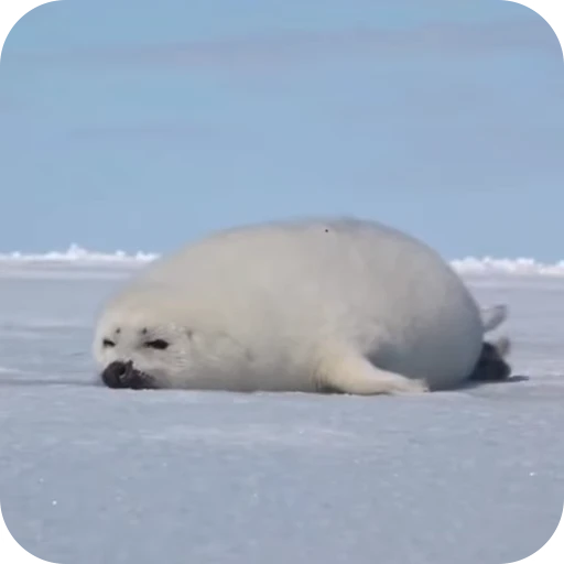 😴 Стикер «тюленьчики» для Telegram