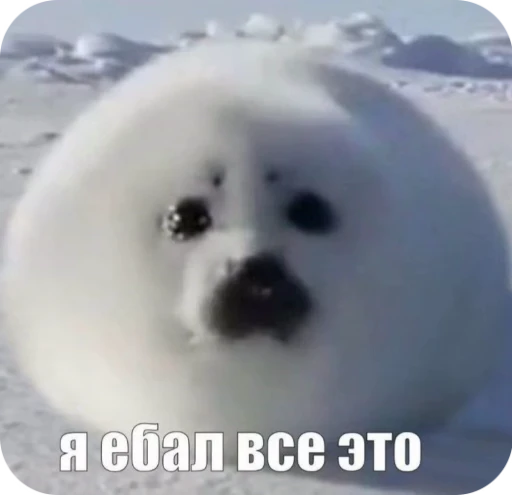 🥲 Стикер «тюленьчики» для Telegram