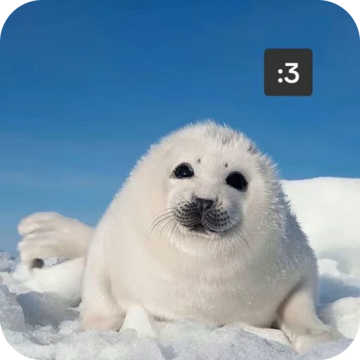 🦭 Стикер «тюленьчики» для Telegram