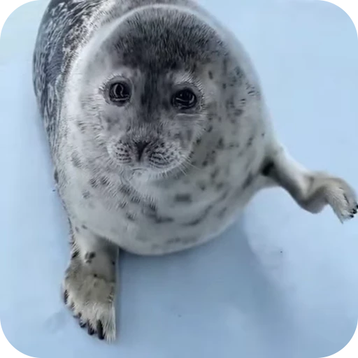 👋 Стикер «тюленьчики» для Telegram