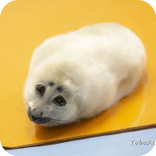 🥺 Стикер «тюленьчики» для Telegram