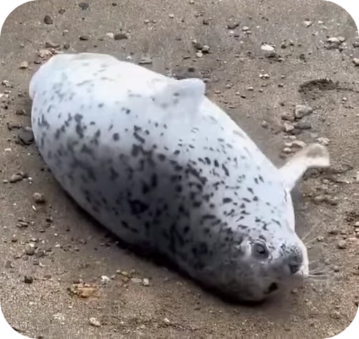 🦭 Стикер «тюленьчики» для Telegram