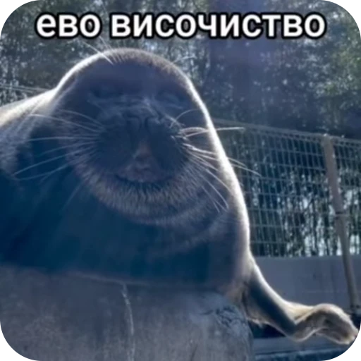 👑 Стикер «тюленьчики» для Telegram