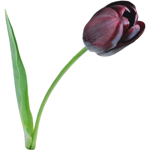 🌷 Стикер «Tulips» для Telegram