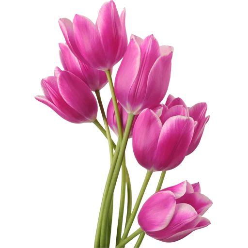 🌷 Стикер «Tulips» для Telegram
