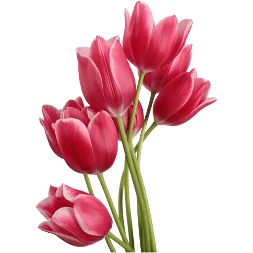 🌷 Стикер «Tulips» для Telegram