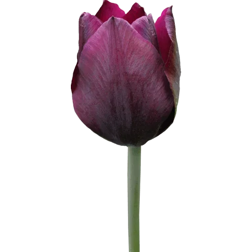 🌷 Стикер «Tulips» для Telegram