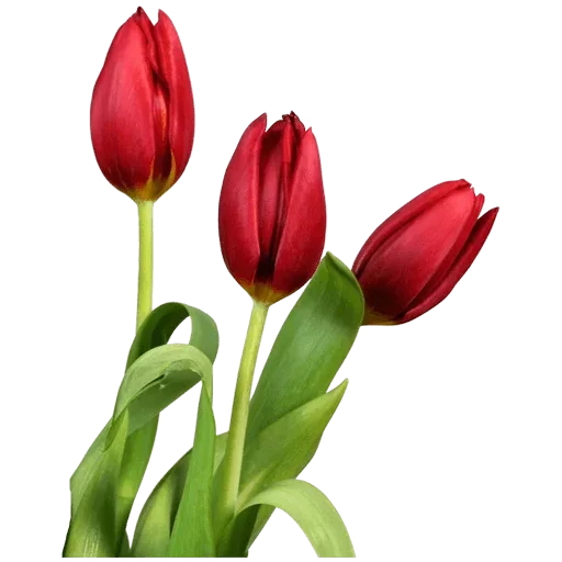 🌷 Стикер «Tulips» для Telegram