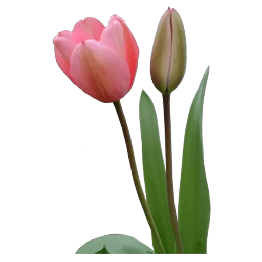 🌷 Стикер «Tulips» для Telegram