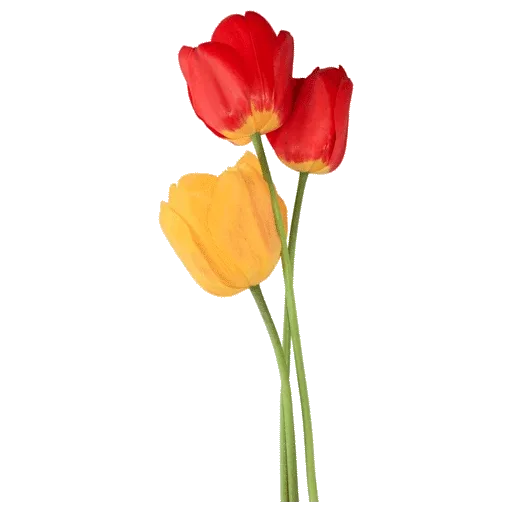 🌷 Стикер «Tulips» для Telegram