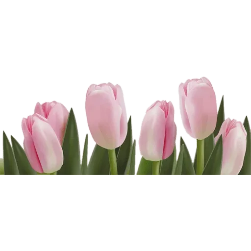 🌷 Стикер «Tulips» для Telegram