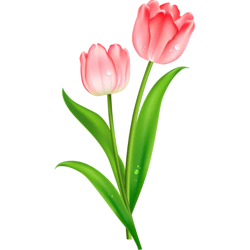 🌷 Стикер «Tulips» для Telegram