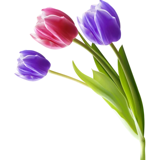 🌷 Стикер «Tulips» для Telegram