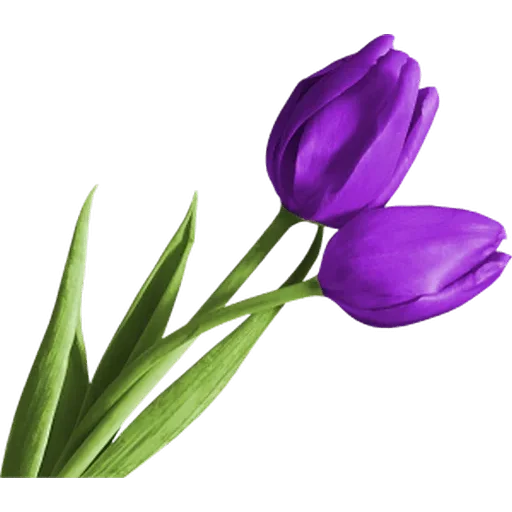 🌷 Стикер «Tulips» для Telegram