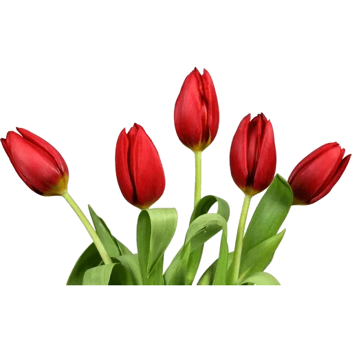 🌷 Стикер «Tulips» для Telegram