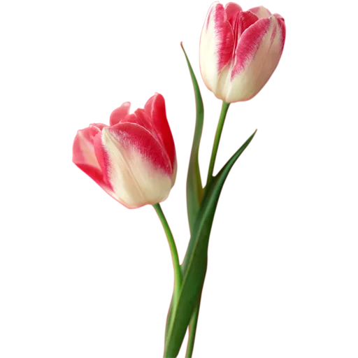🌷 Стикер «Tulips» для Telegram