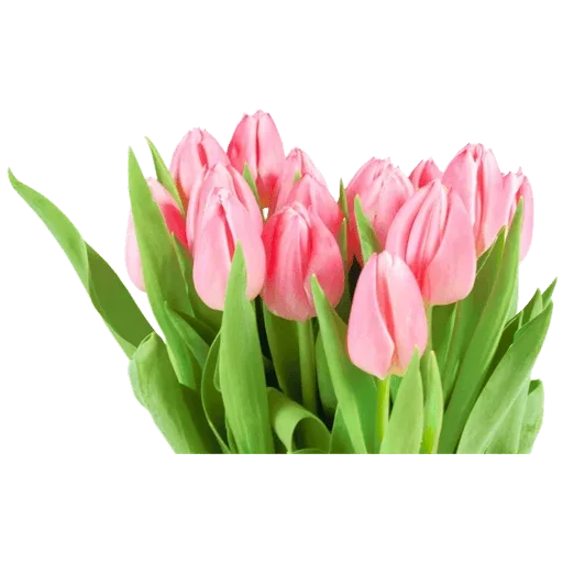 🌷 Стикер «Tulips» для Telegram