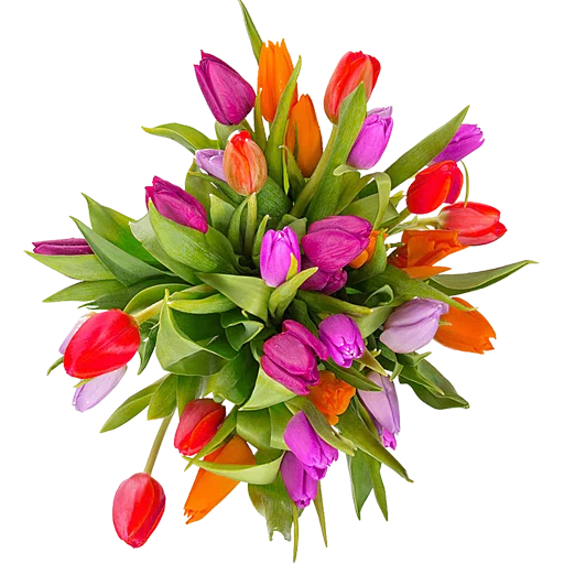 🌷 Стикер «Tulips» для Telegram