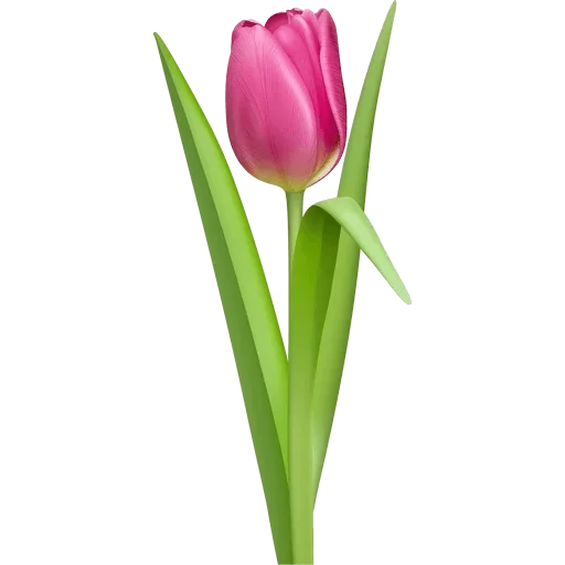 🌷 Стикер «Tulips» для Telegram