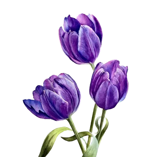 🌷 Стикер «Tulips» для Telegram