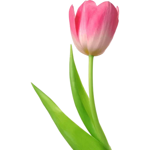 🌷 Стикер «Tulips» для Telegram