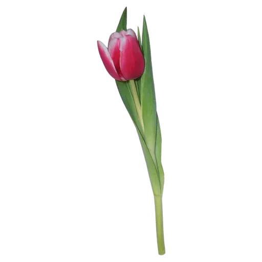 🌷 Стикер «Tulips» для Telegram