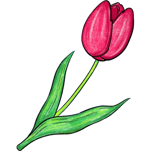 🌷 Стикер «Tulips» для Telegram