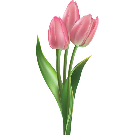 🌷 Стикер «Tulips» для Telegram