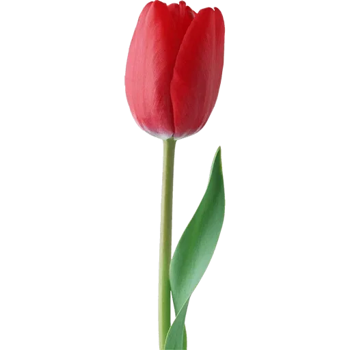 🌷 Стикер «Tulips» для Telegram