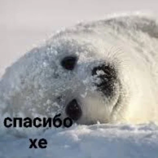 😊 Стикер «Tuni» для Telegram