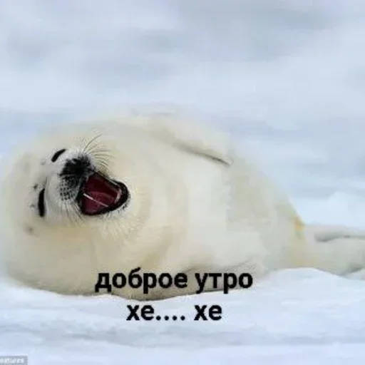 🥱 Стикер «Tuni» для Telegram