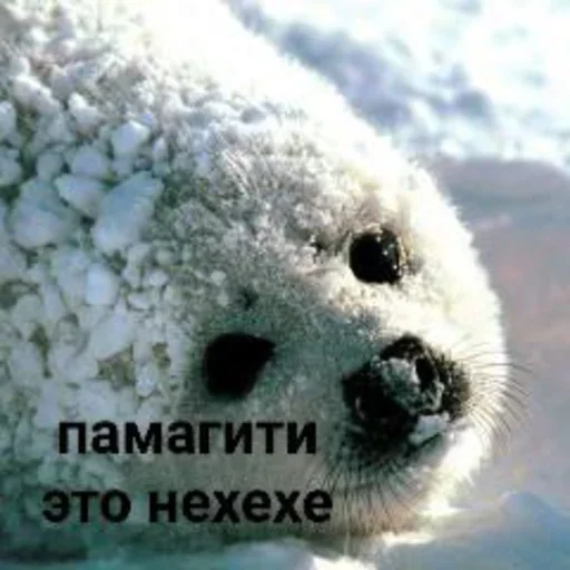🙏 Стикер «Tuni» для Telegram