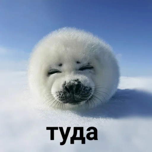 👈 Стикер «Tuni» для Telegram