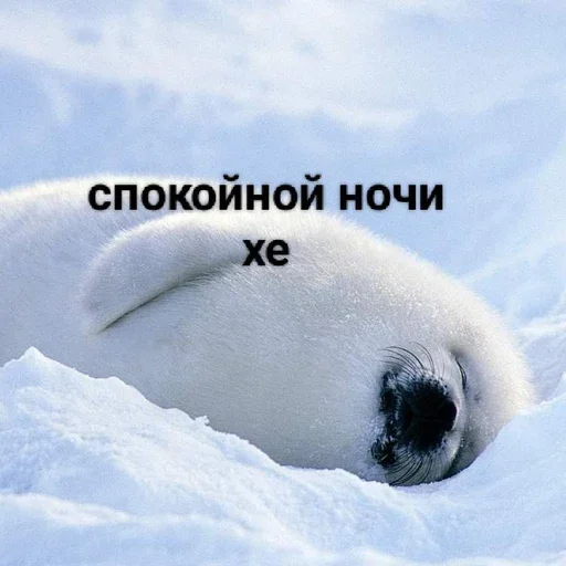 🥱 Стикер «Tuni» для Telegram