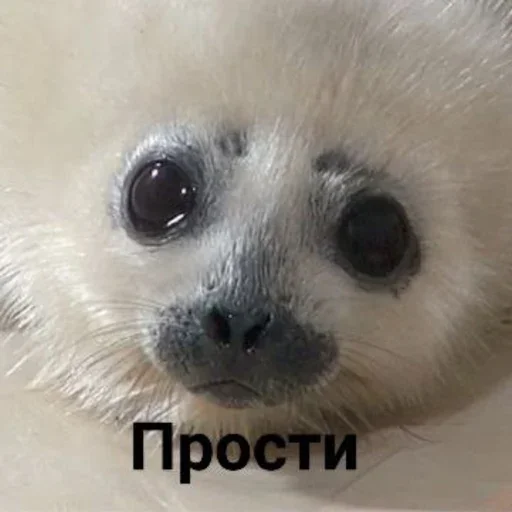 🙏 Стикер «Tuni» для Telegram