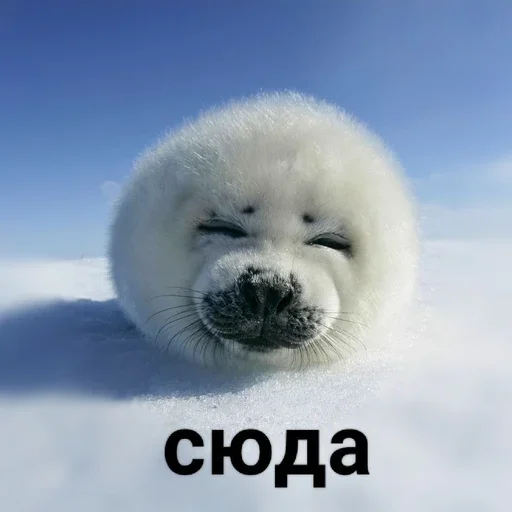 👉 Стикер «Tuni» для Telegram