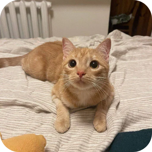 🐱 Стикер «Турист» для Telegram