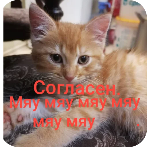 🐱 Стикер «Турист» для Telegram