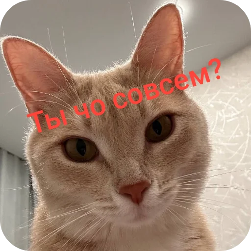 🐱 Стикер «Турист» для Telegram