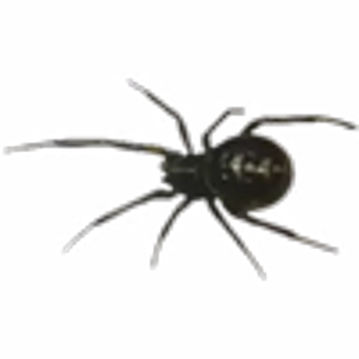 🕷️ Эмодзи «~ хаотичная академия.» для Telegram