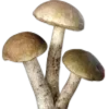🍄‍🟫 Эмодзи «~ хаотичная академия.» для Telegram