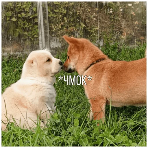 😘 Стикер «Собачки» для Telegram