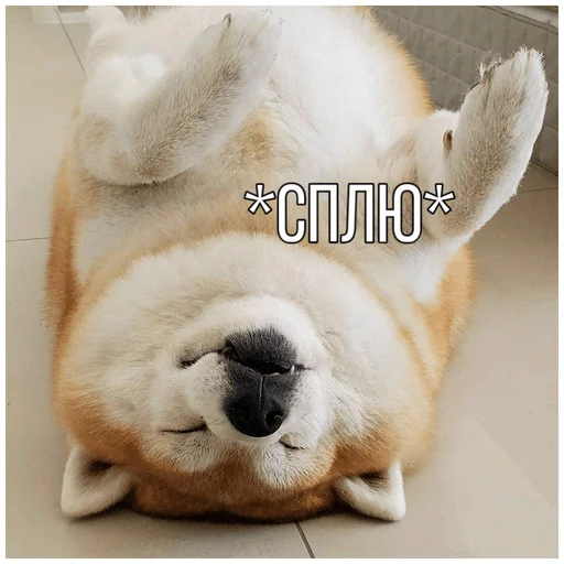 😴 Стикер «Собачки» для Telegram