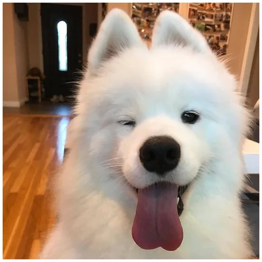 😜 Стикер «Собачки» для Telegram