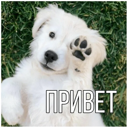 👋 Стикер «Собачки» для Telegram