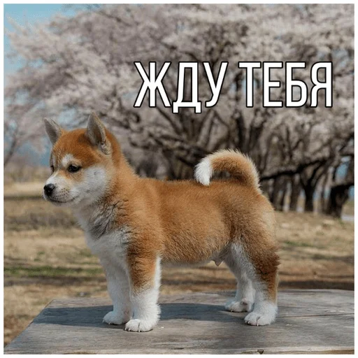👀 Стикер «Собачки» для Telegram