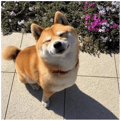 😊 Стикер «Собачки» для Telegram