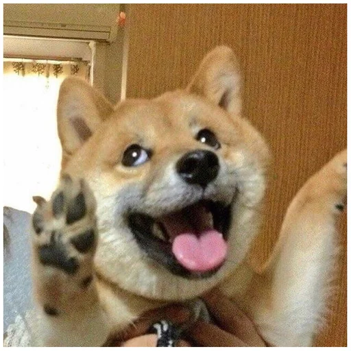 🤪 Стикер «Собачки» для Telegram