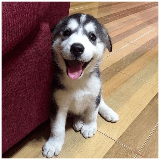 😃 Стикер «Собачки» для Telegram