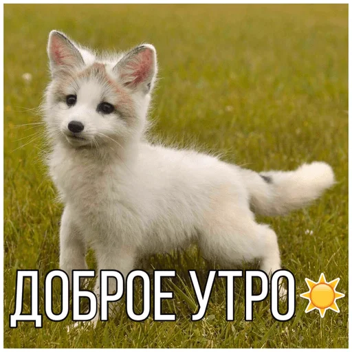 ☀️ Стикер «Собачки» для Telegram